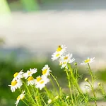 Biohof Schmidbauer Frankenburg am Hausruck