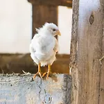 Apartamento Biohof Schmidbauer