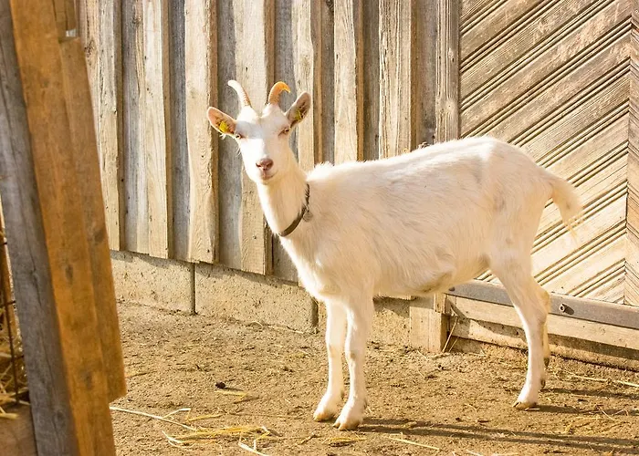 Biohof Schmidbauer Frankenburg am Hausruck
