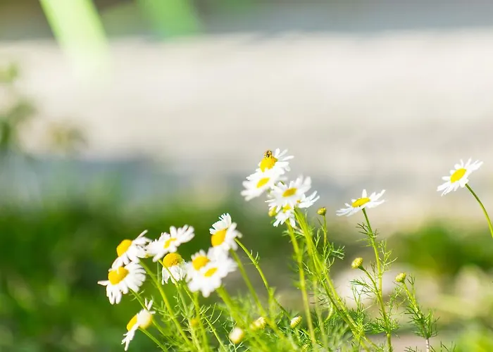 Biohof Schmidbauer Frankenburg am Hausruck