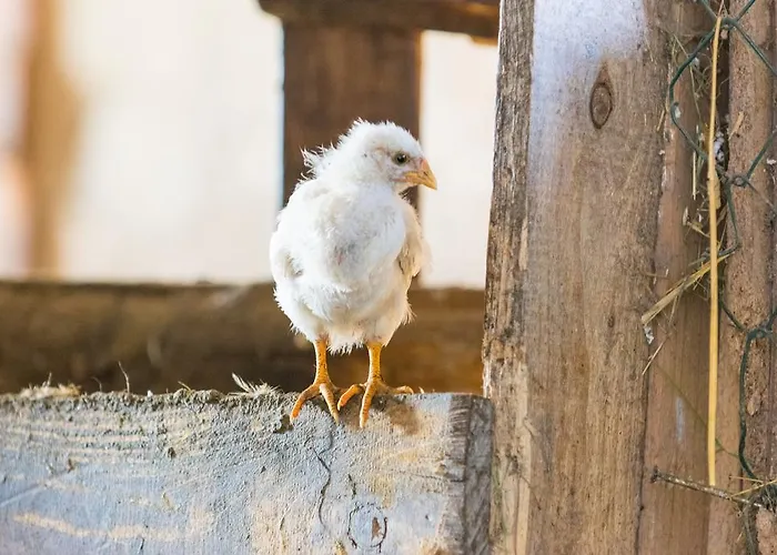 Διαμέρισμα Biohof Schmidbauer