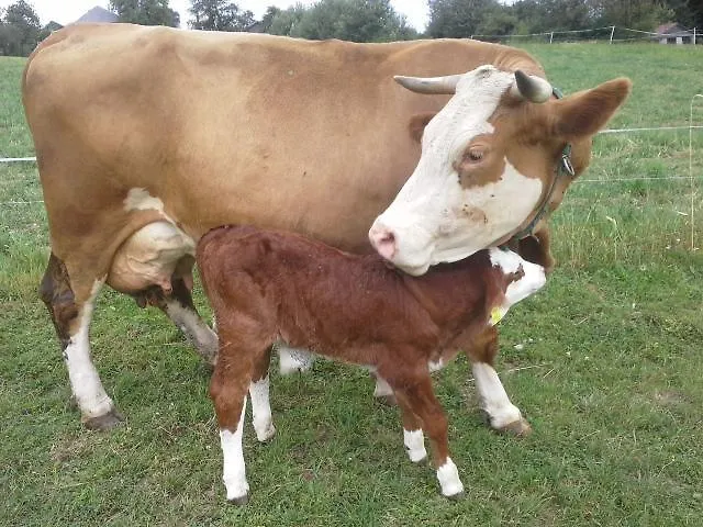 Biohof Schmidbauer *