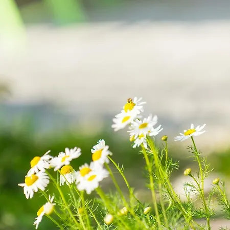 Biohof Schmidbauer Frankenburg am Hausruck