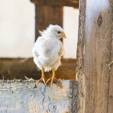 公寓 Biohof Schmidbauer