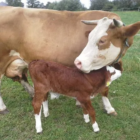 Biohof Schmidbauer *